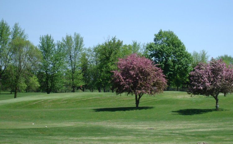 Course greens with a purple tree in view